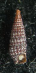 Dizoniopsis concatenata